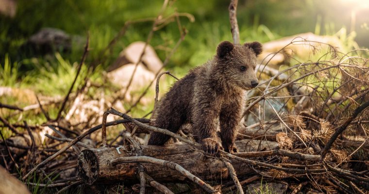 Wilde Bären im Shiretoko Nationalpark in Japan