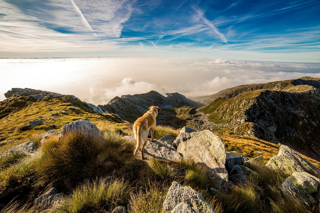 Urlaub mit Hund